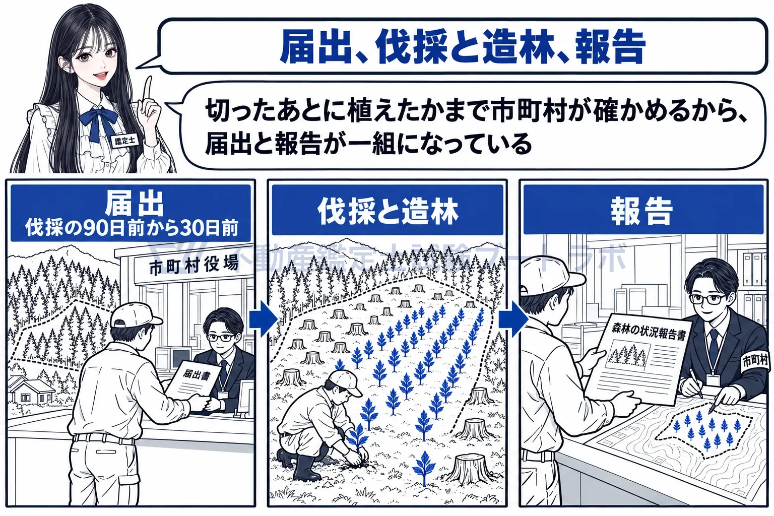 伐採及び伐採後の造林の届出の図解:届出、伐採と造林、報告の三段で、植えたところまで市町村が見届ける。